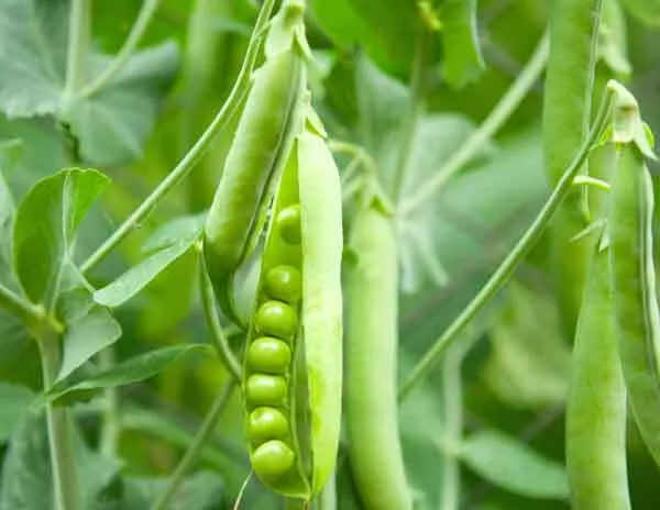 फलीदार मटर की खेती किसान के लिए फायदे का सौदा