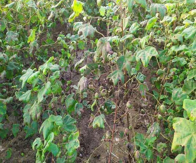 उम्मीद। रिकॉर्ड स्तर पर पहुंचे नरमें के भाव, किसान अभी भी इंतजार में