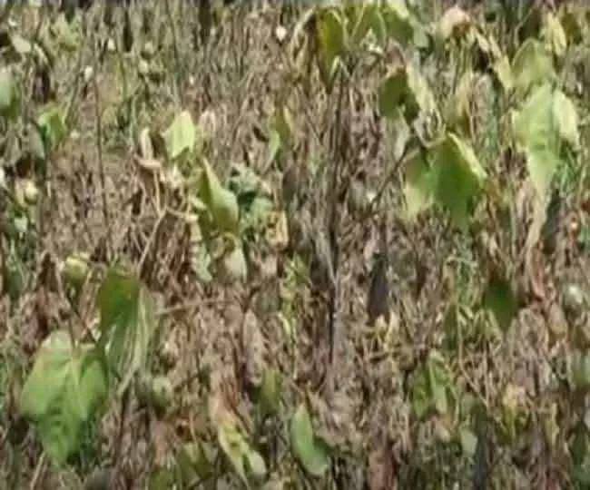 बारिश व गुलाबी सूंडी से चौपट ‘नरमा की फसल’