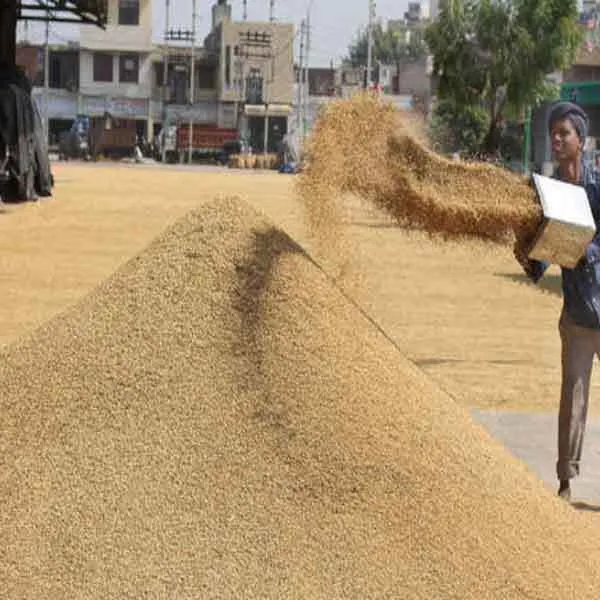 अब हरियाणा-पंजाब में कल से होगी धान की खरीद , बदला केन्द्र सरकार ने अपना फैसला