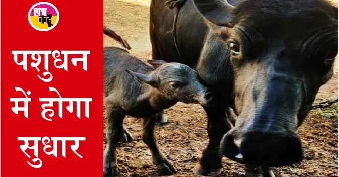 आईवीएफ तकनीक से देश में पहली बार भैंस का गर्भाधान