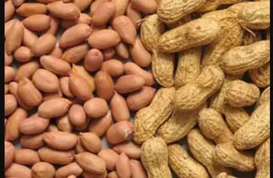 18 नवंबर से होगी मूंग एवं मूंगफली की समर्थन मूल्य पर खरीदी