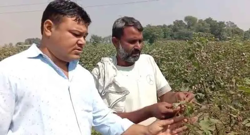 गुलाबी कीड़े ने खराब की कपास की फसल