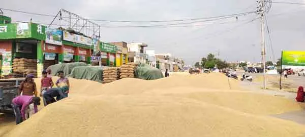 कुरुक्षेत्र में 6 लाख 35 हजार 359 मीट्रिक टन धान की हुई खरीद