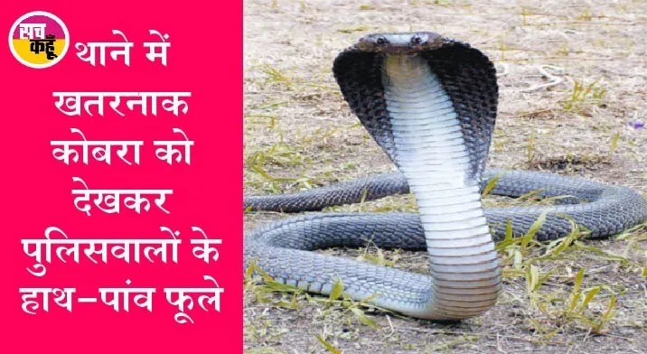 यह फिल्मी कहानी नहीं सत्य है : नागिन की मौत के बाद इंसाफ मांगने थाने पहुंचा कोबरा?