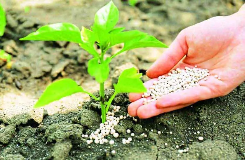 डीएपी से सस्ती व अधिक उर्वरता देती है एसएसपी : कृषि वैज्ञानिक