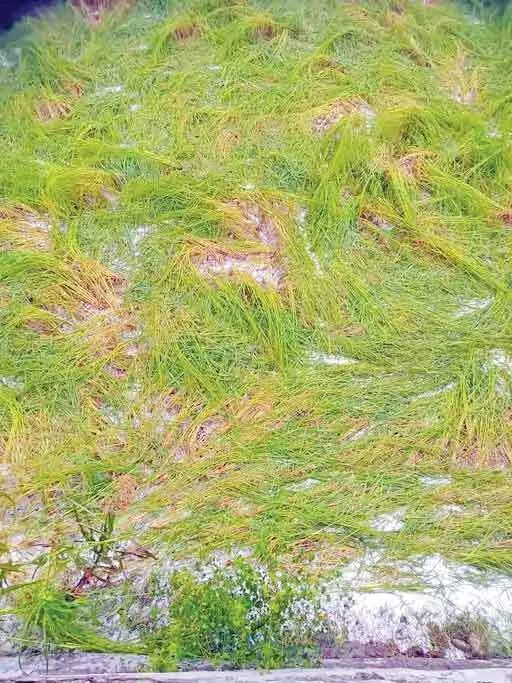 बेमौसमी बारिश से फसलों का भारी नुक्सान, धान कटाई में देरी