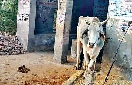 जाखल: अनदेखी की मार, शक्करपुरा का बस स्टैंड बना ‘पशु स्टैंड’