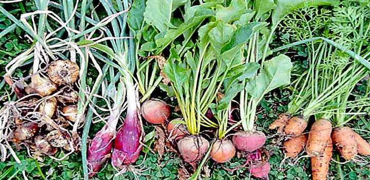 विटामिनों से भरपूर शलगम की खेती करें किसान