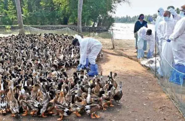 बर्ड फ्लू: केरल के दो जिलों में एच5एन1 वायरस की पुष्टि होने पर हजारों बत्तखों को मारा