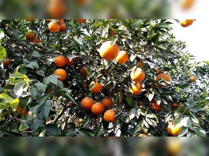 30 को श्रीगंगानगर से किन्नू लेकर रवाना होगी किसान स्पेशल ट्रेन