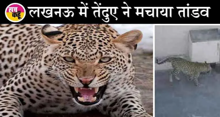 लखनऊ में तेंदुए ने मचाया तांडव, दहशत में लोग, जानें क्या है मामला