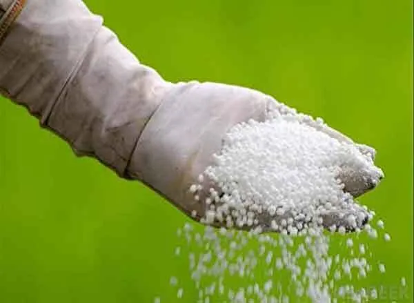 अब यूरिया के लिए मारामारी