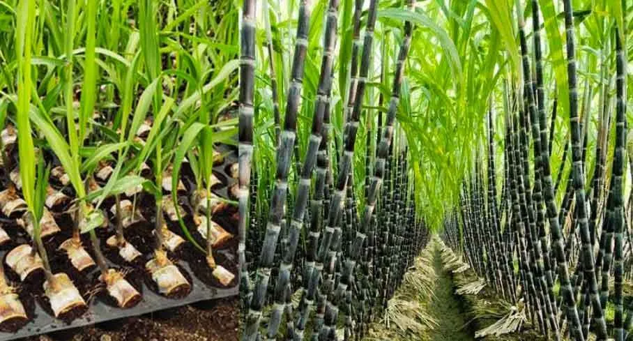 गन्ने का प्रदर्शन प्लांट लगाने पर प्रति एकड़ मिलेगा 8 हजार रुपये अनुदान