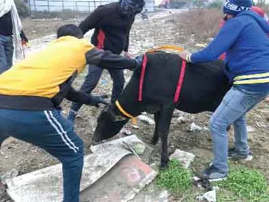 बेसहारा गोवंश के गले में बांधी रिफ्लेक्टर पट्टी