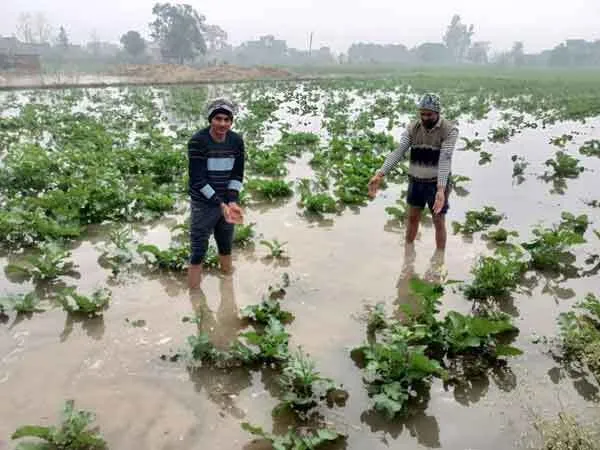शादीपुर माईनर ओवरफ्लो होने से दर्जनों एकड़ फसल जलमग्न