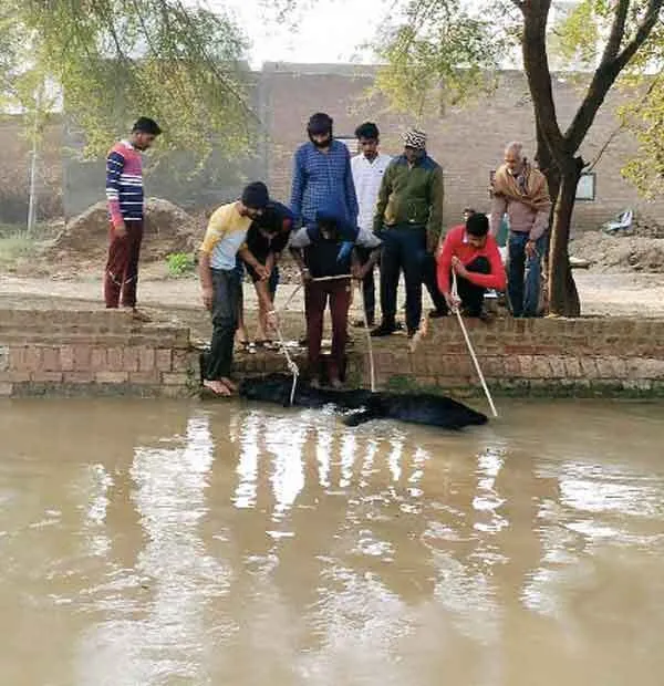 डेरा सच्चा सौदा के सेवादारों ने नहर में गिरी गाय को जिन्दा बचाया