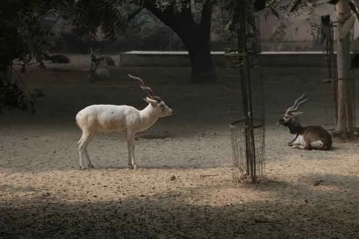 सर्दी का प्रकोप : चिड़िया घर में वन्य जीवों के लिए लगे हीटर और पर्दे
