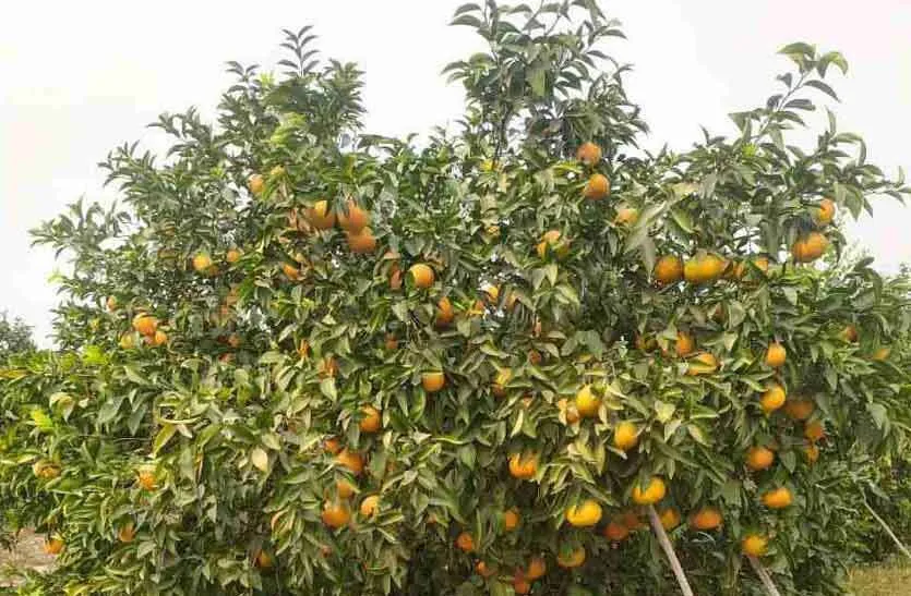 किन्नू व्यापारी से 18 लाख 25 हजार की धोखाधड़ी