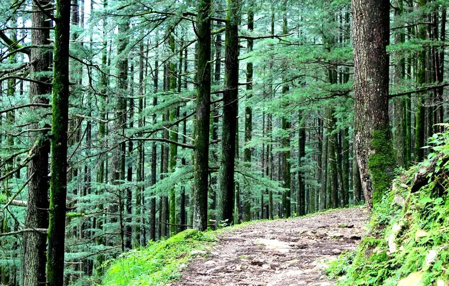 देश के वन एवं वृक्षों से भरे क्षेत्र में 2,261 किमी. का इजाफा