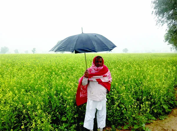 बारिश होने से रबी की फसल को मिली संजीवनी, किसान हुए खुश