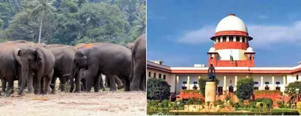हाथियों की मौत पर सुप्रीम कोर्ट का केंद्र से जवाब तलब