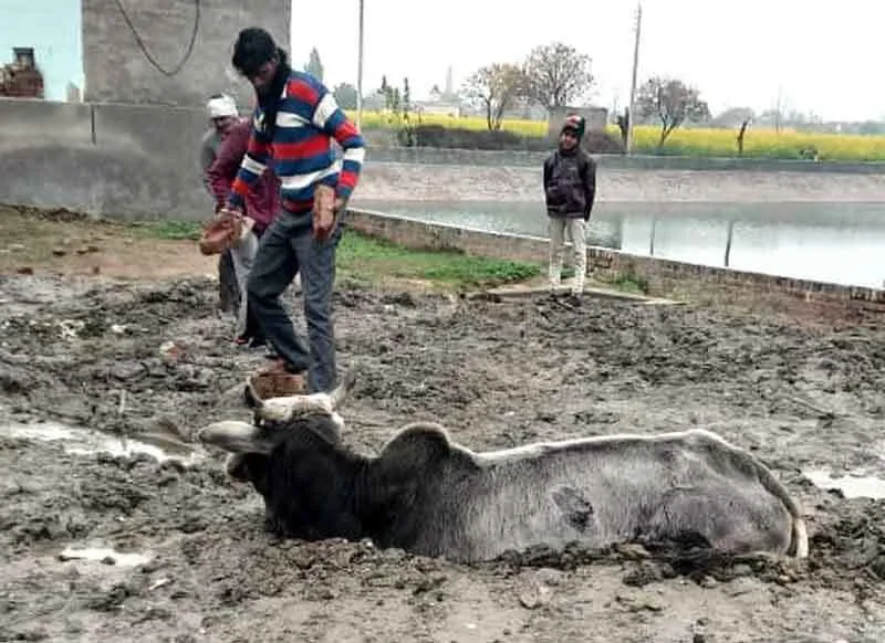 डेरा श्रद्धालुओं ने दलदल में फंसी गाय की बचाई जान