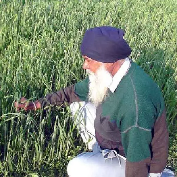 किसानों के अरमानों पर मौसम की मार, फसलें बर्बाद