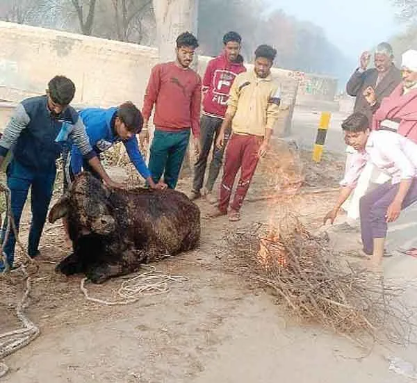 सेवादारों ने गाय को नहर से सुरक्षित बाहर निकाला