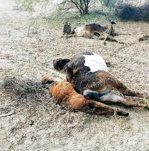 जहरीला पशु आहार खाने से मिल्क डेयरी में 9 गायों की मौत, पांच बीमार