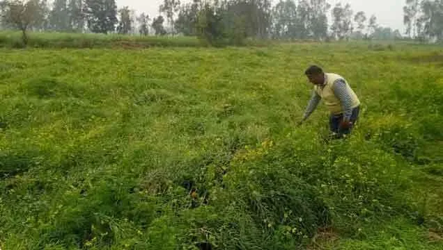 बारिश से पंजाब में आलू की फसल को भारी नुक्सान