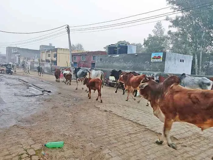 दूध निकालकर गोवंश को घर से बाहर छोड़ने वालों पर होगी सख्त कार्रवाई