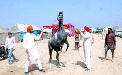 मेले में अश्वों की सुन्दरता ने मोहा सबका मन