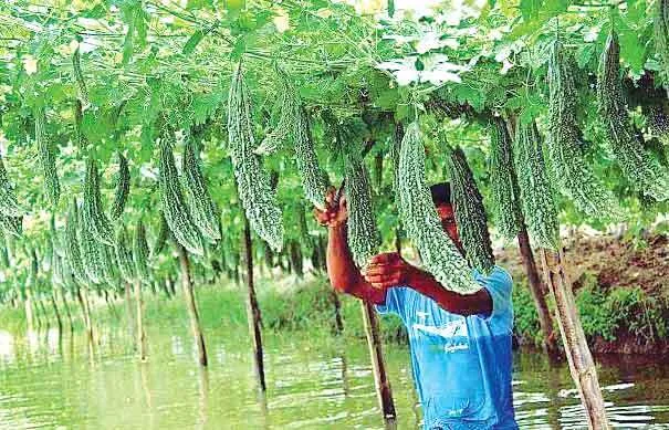 करेला: औषधीय गुणों से भरपूर, किसान मुनाफा भी कमाए खूब