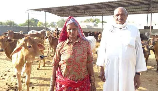 दंपति ने पेश की गौ सेवा की बड़ी मिसाल: करीब 2 करोड़ रुपये की चल-अचल संपत्ति की गौशाला के नाम