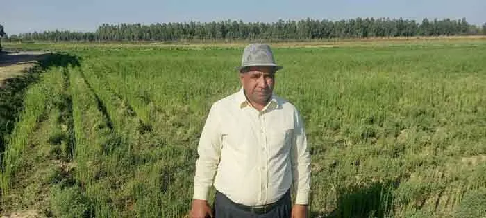 120 एकड़ में प्रगतिशील किसान डॉ. वीपी सिंह कर रहे औषधीय खेती