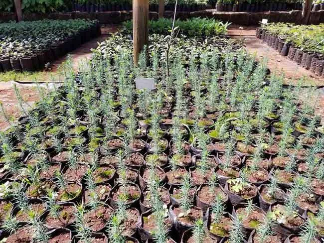 मौसम वैज्ञानिकों की सलाह: ताप वृद्धि से बचने के लिए लगायें देसी पेड़