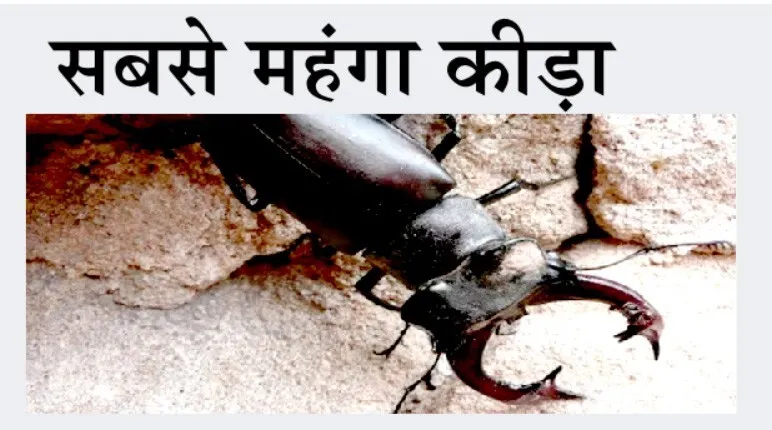 खबरें जरा हटके: दुनिया का सबसे महंगा कीड़ा, जिसकी कीमत जानकर रह जाएंगे हैरान