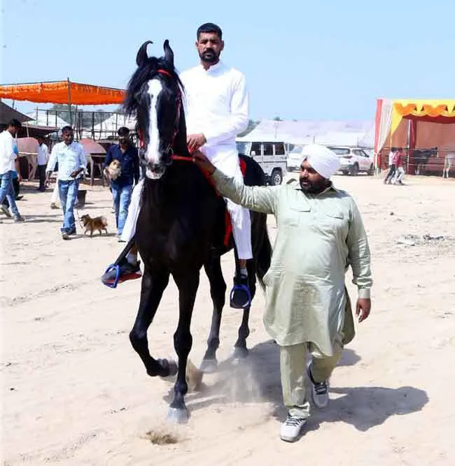 कद-काठी के कारण मेले में आने वाले हर शख्स का ध्यान खींच रहा ‘रोमियो’
