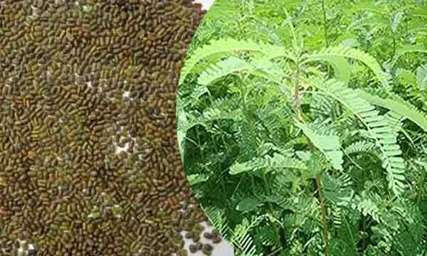 किसानों को 80 प्रतिशत अनुदान पर मिलेगा ढैंचा का बीज
