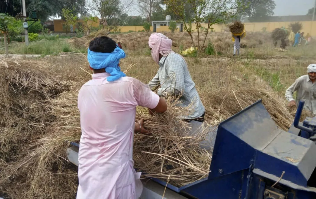 ब्लॉक रतनगढ़ की साध-संगत ने की सरसों निकालने की सेवा