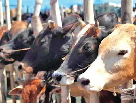 गर्मियों में पशुओं का रखें खास ख्याल