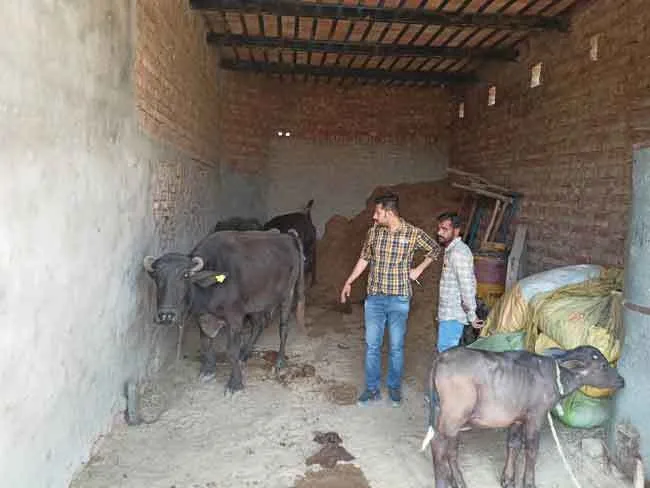 पशुओं के बीमार होने का सिलसिला अभी भी जारी