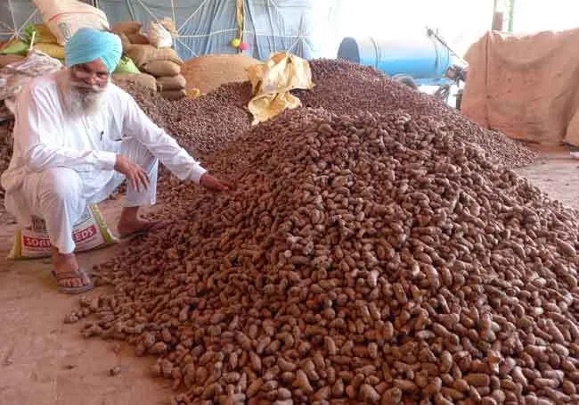 हल्दी की खेती कर मोटा मुनाफा कमा रहा किसान जसवीर सिंह