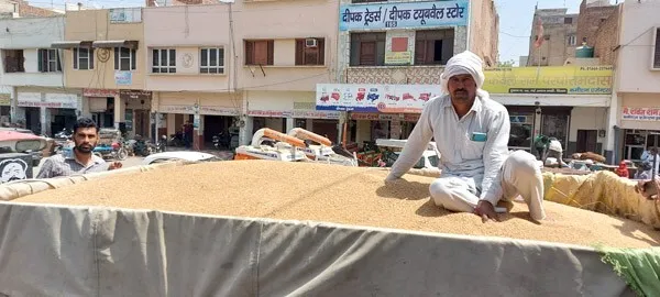 खरीद शुरू होने के तीन दिन बाद मंडी में आई गेहूं की नई किस्म