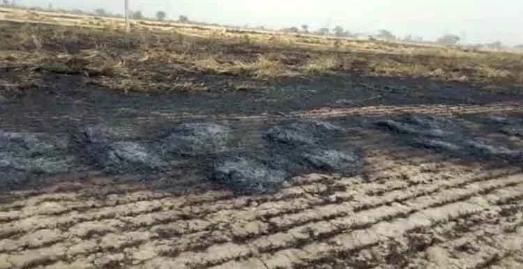 खेतों में खड़ी 48 एकड़ गेहूं की फसल जलकर राख