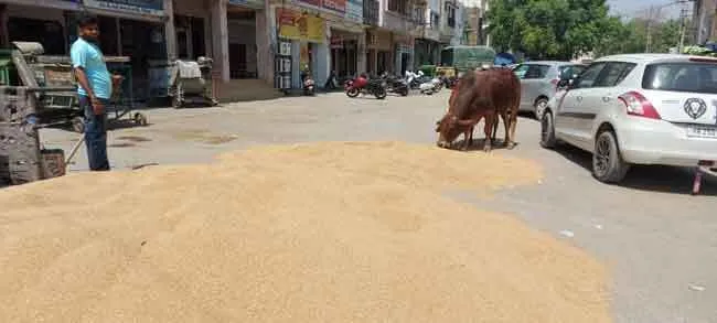 कंबाइन से गेहूं निकालना शुरू, मंडी में बढ़ी आवक, नजर आने लगी ढेरी