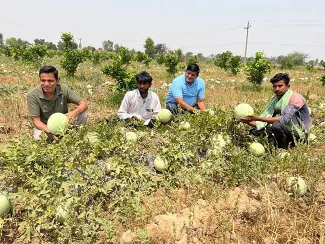 वाह! बंजर जमीन पर उगा डाले रंग-बिरंगे तरबूज