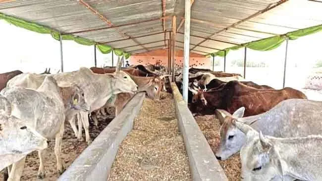भारतीय ओंगल नस्ल की एक गाय ब्राजील में 13 करोड़ में बिकी