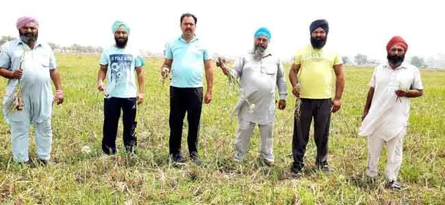 प्याज का नकली बीज मिलने से लाखों का नुकसान